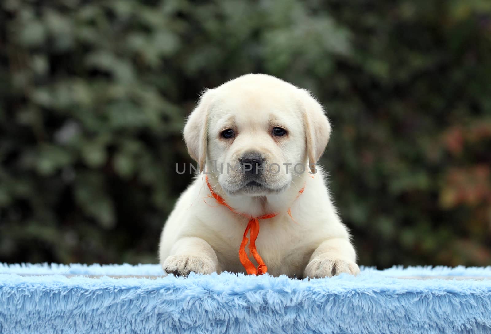 sweet nice little labrador puppy on a blue background
