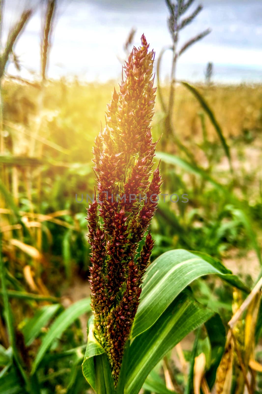 Barnyard millet. Echinochloa esculentaor Japanese millet. Nature