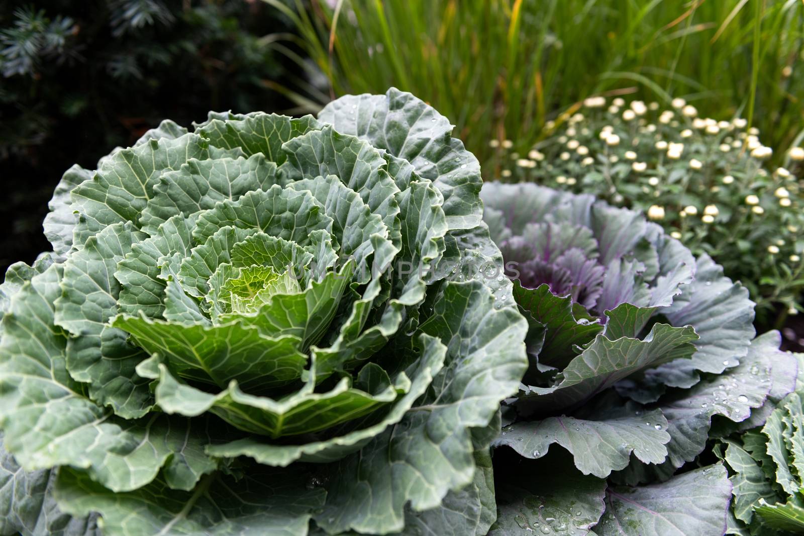 Fresh organic cabbage in the garden