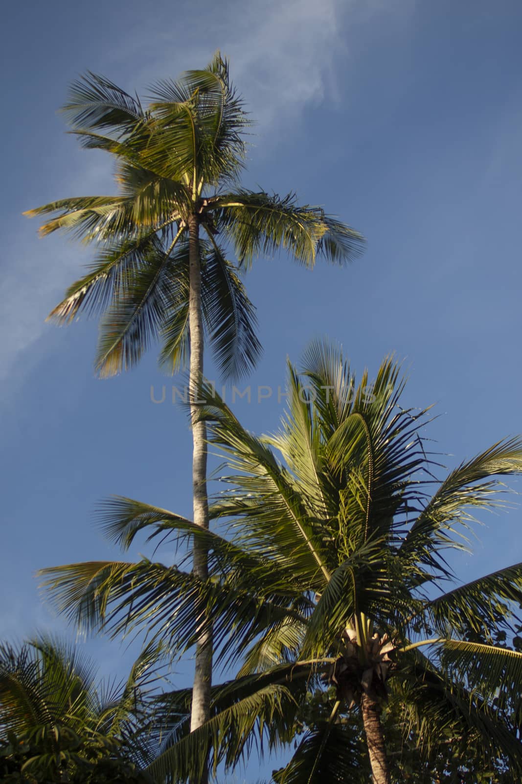 Dominican palm tree in a sunny day
