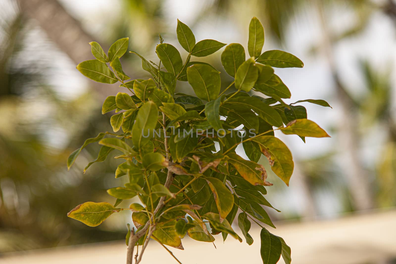 Dominican Vegetation Detail of a tropical plant