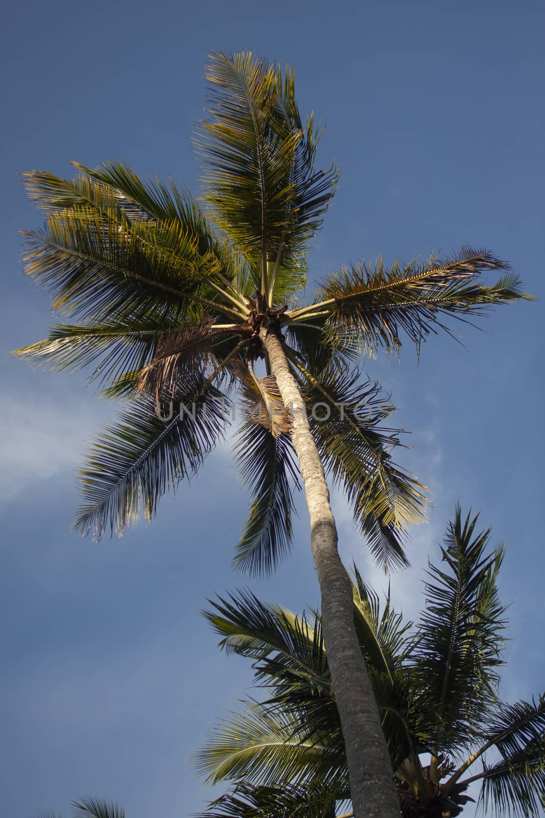 Dominican palm tree by pippocarlot