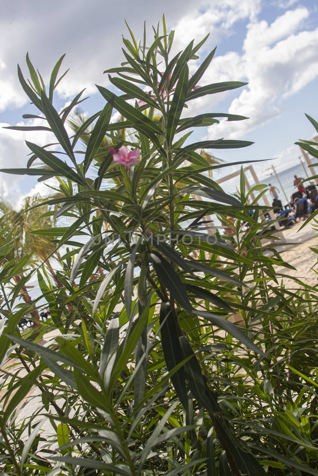 Dominican Vegetation Detail of a tropical plant