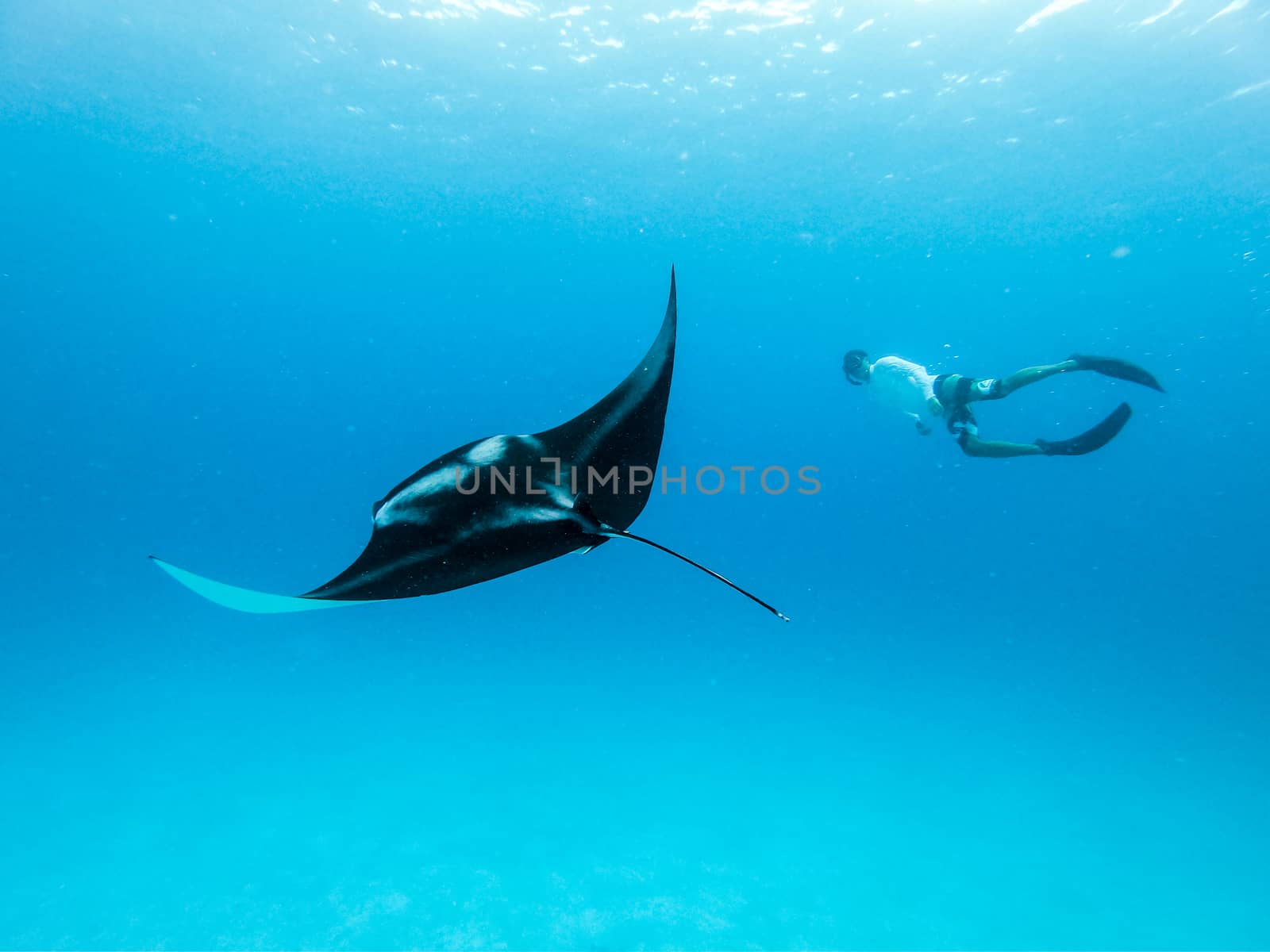 Male free diver and Giant oceanic manta ray, Manta Birostris, hovering underwater in blue ocean. Watching undersea world during adventure snorkeling tour on Maldives islands.
