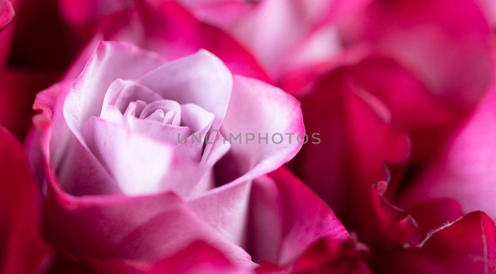 Pink rose flowers background with copy space for text