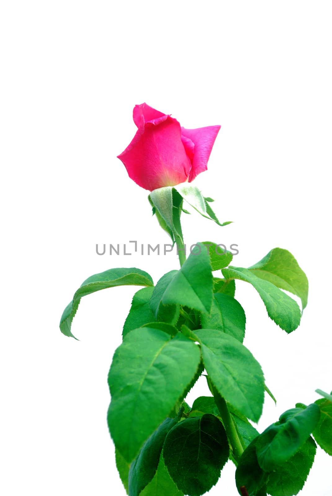 Pink rose isolated on white background.(with Clipping Path).