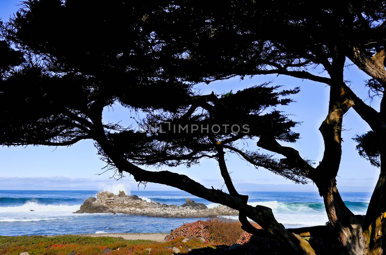 Surf Beyond Cypress Silhouette in Pacific Grove