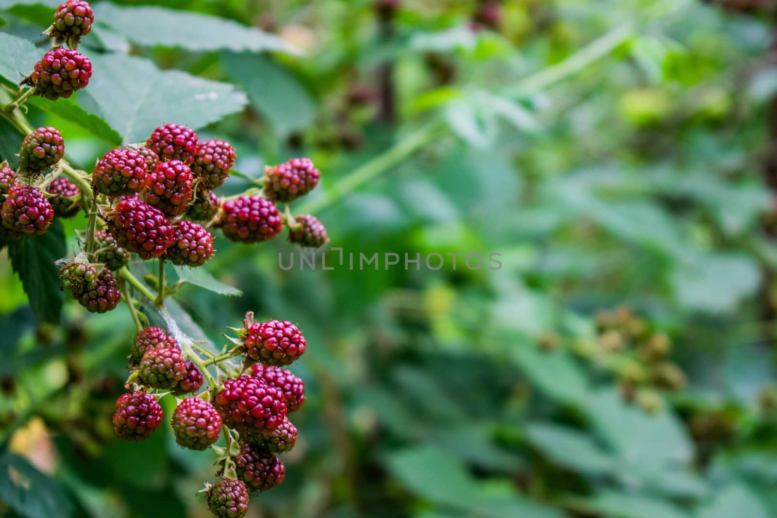 Red blackberries in the green nature.