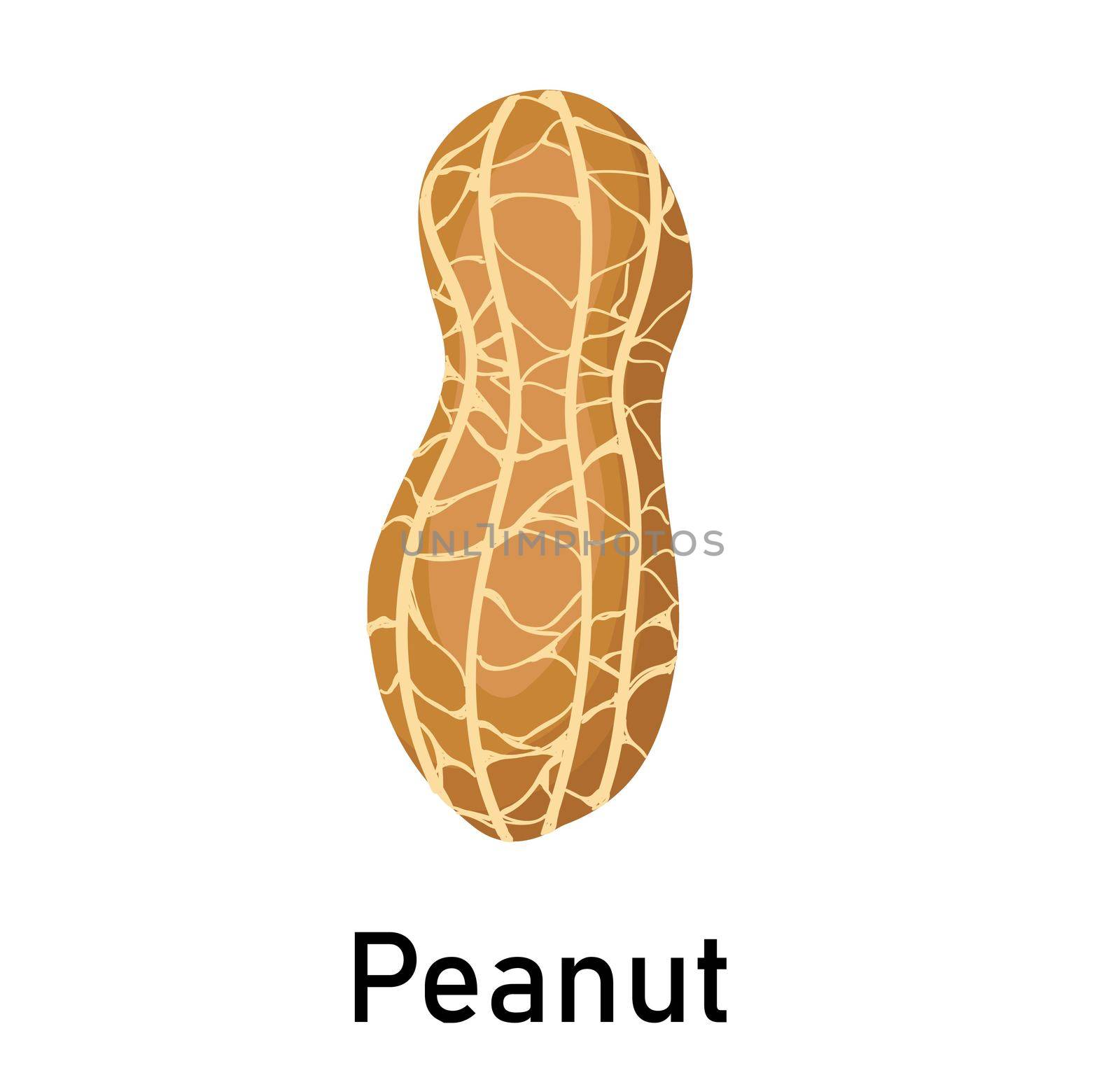 Peanuts. illustration isolated on white background. Useful vegan food. Nuts are good