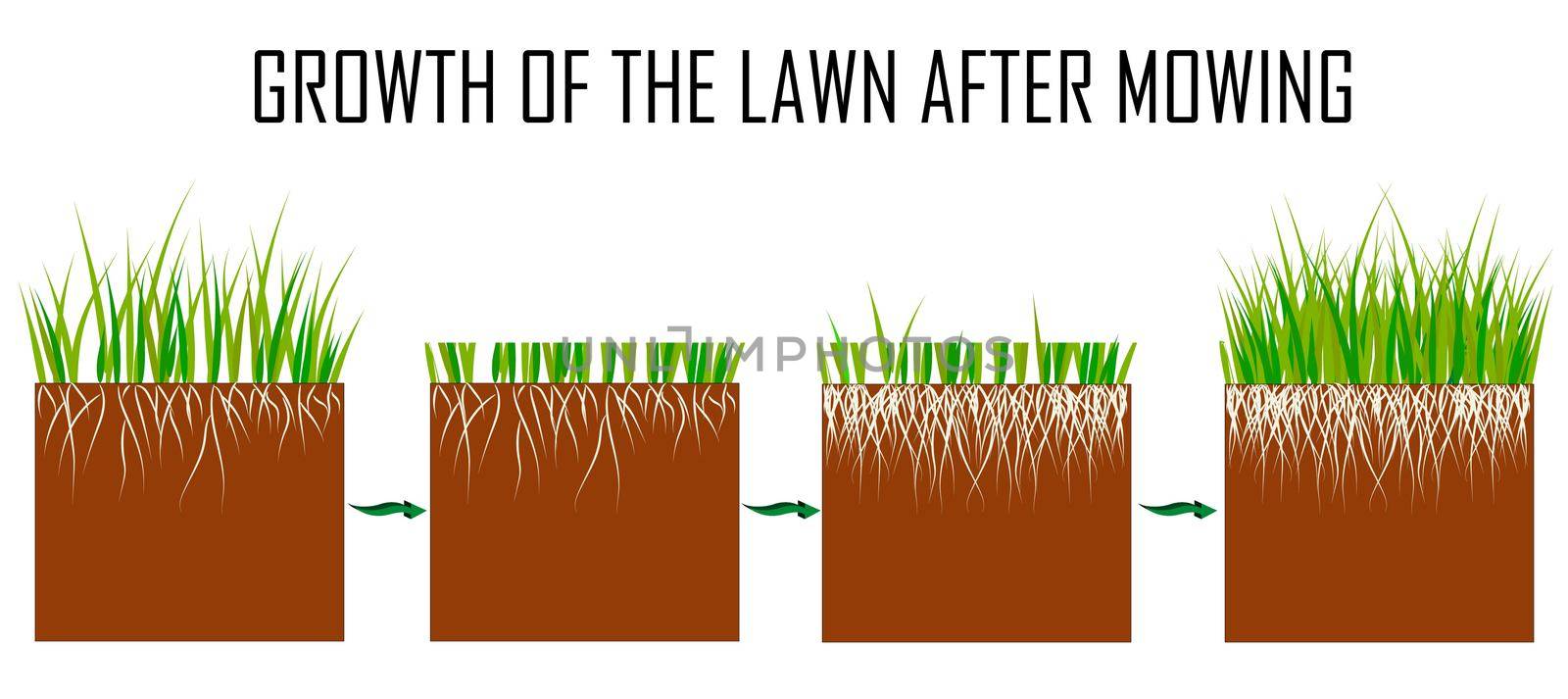 Steps of the lawn mowing process - before and after, lawn grass care services, gardening and landscape design, separate illustrations for articles, infographics or instructions on a white background,