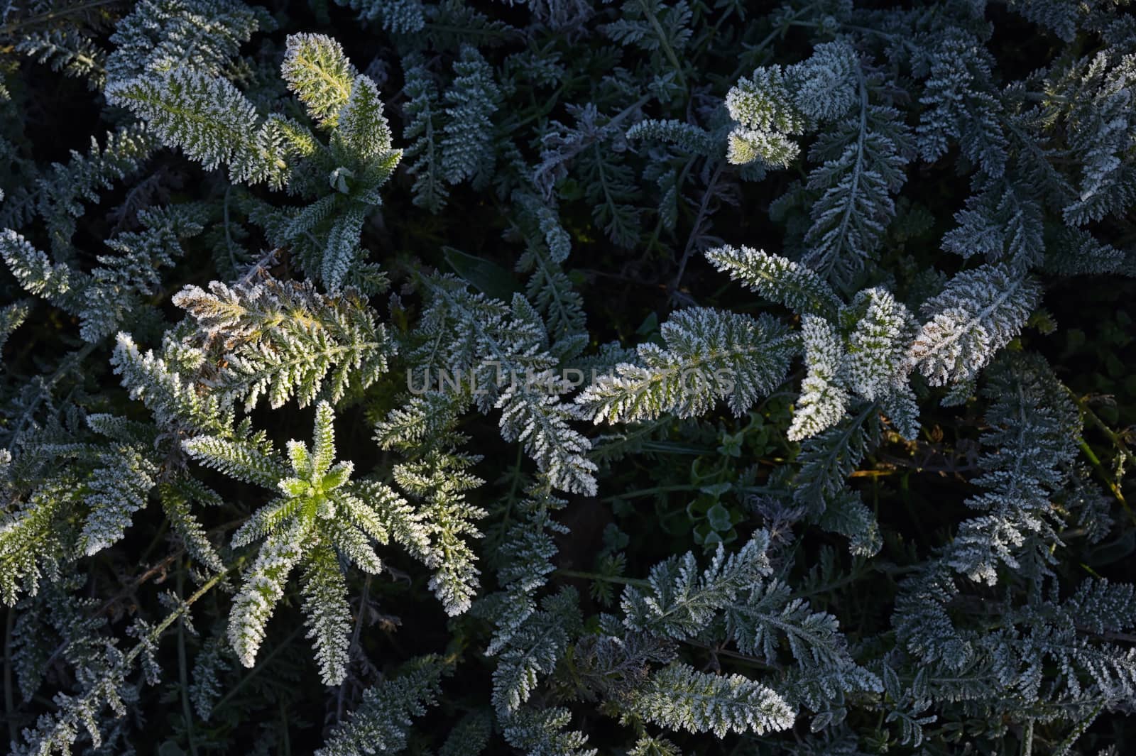 Frozen Green Leaf Background Leaves Texture