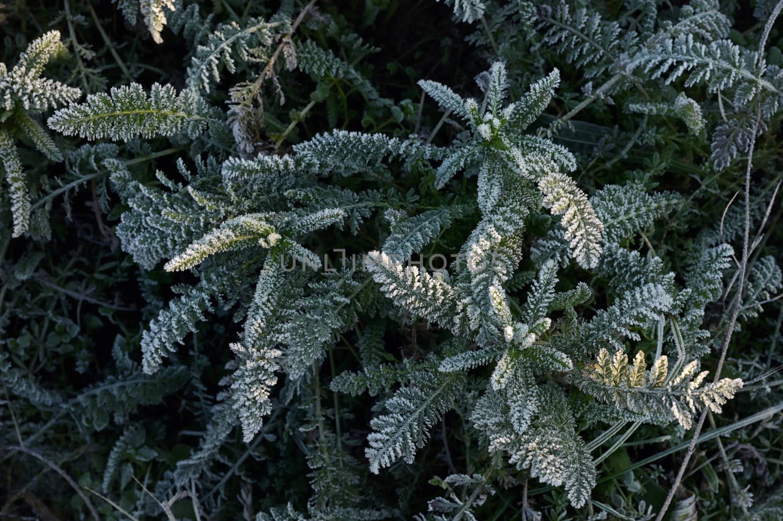 Frozen Green Leaf Background Leaves Texture