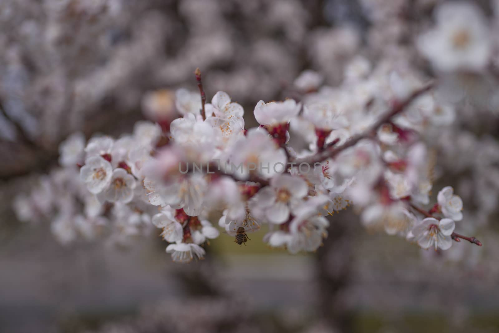 Apricot flower inflorescences on blurred background. by alexsdriver