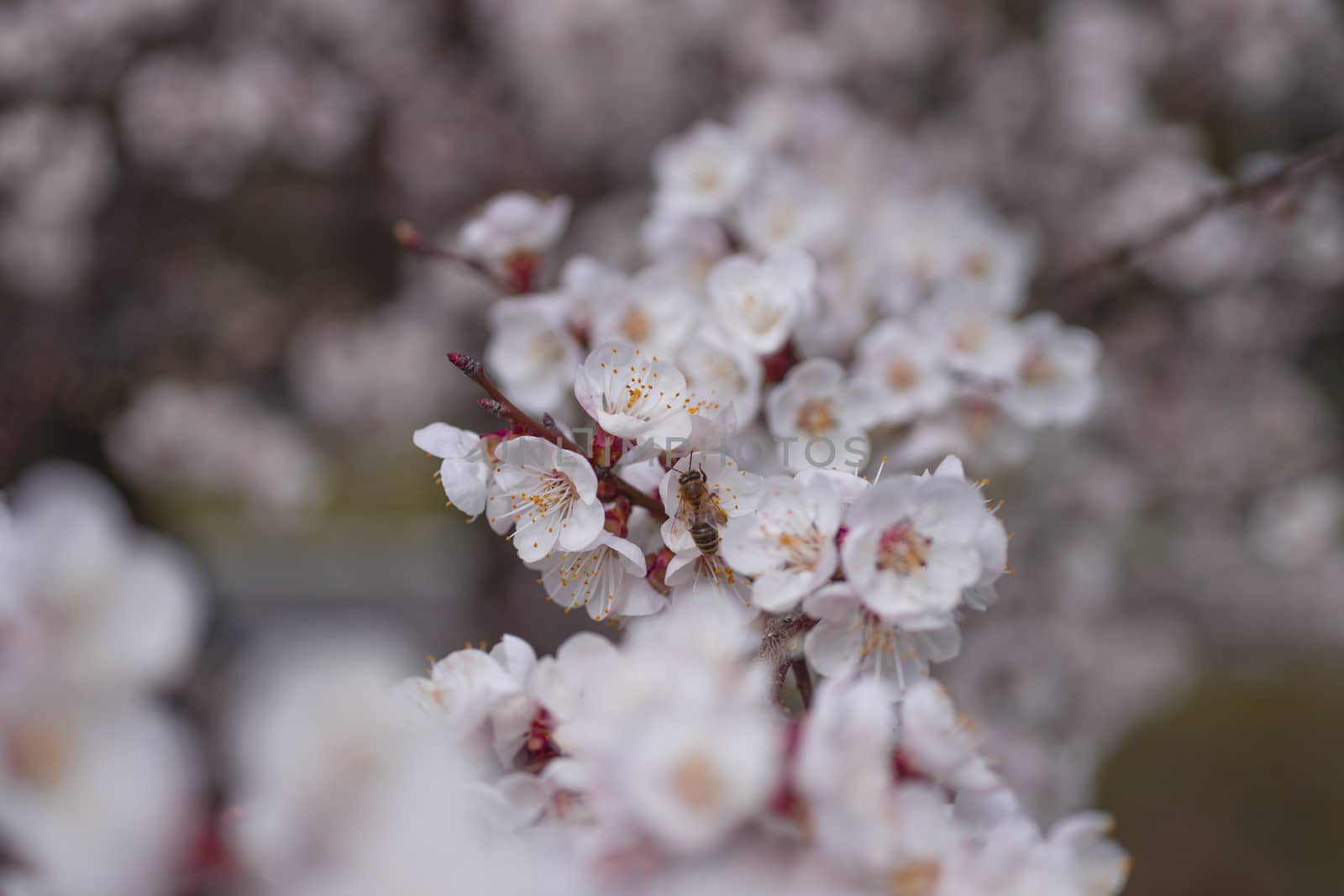 Apricot flower inflorescences on blurred background.