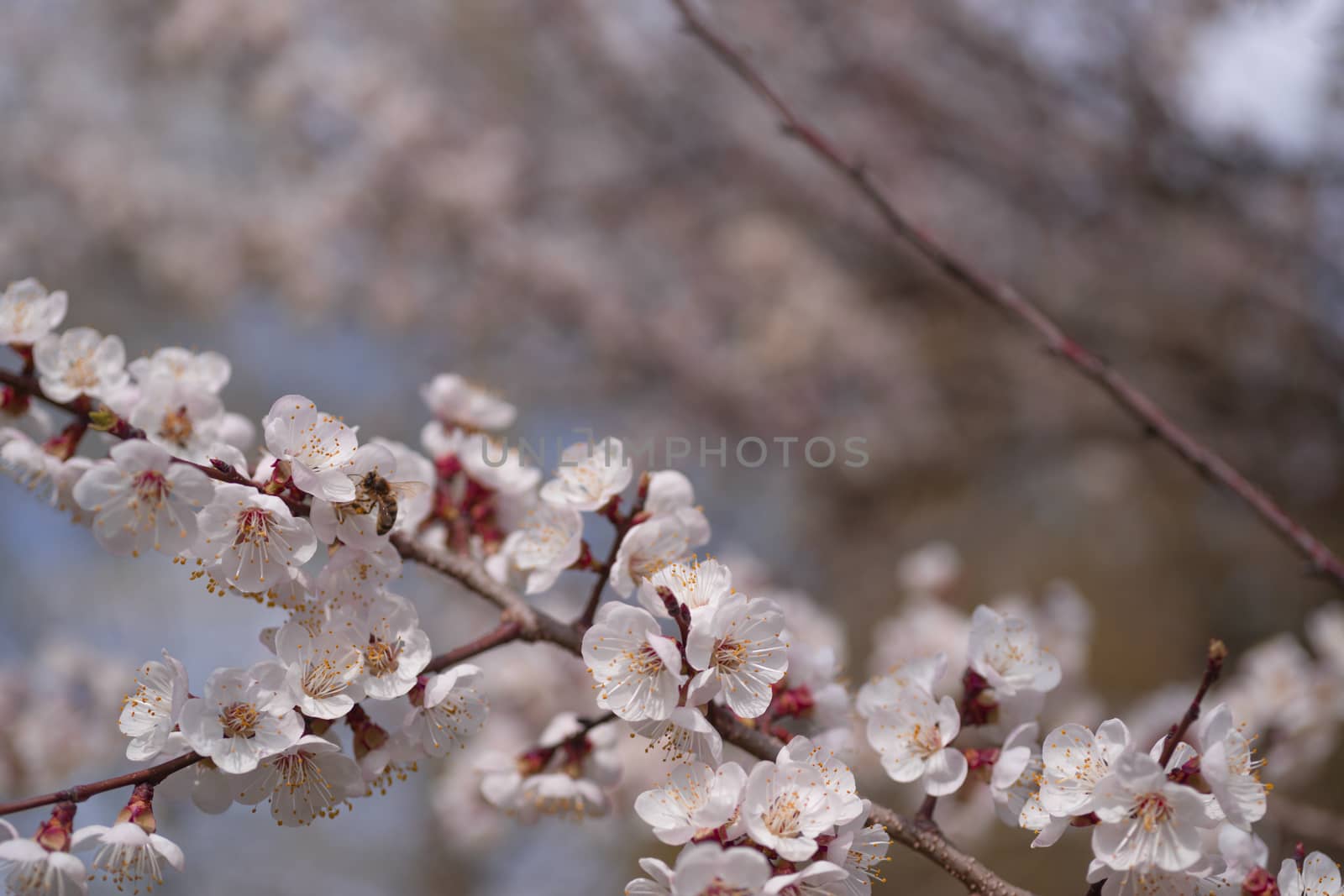 Apricot flower inflorescences on blurred background. by alexsdriver