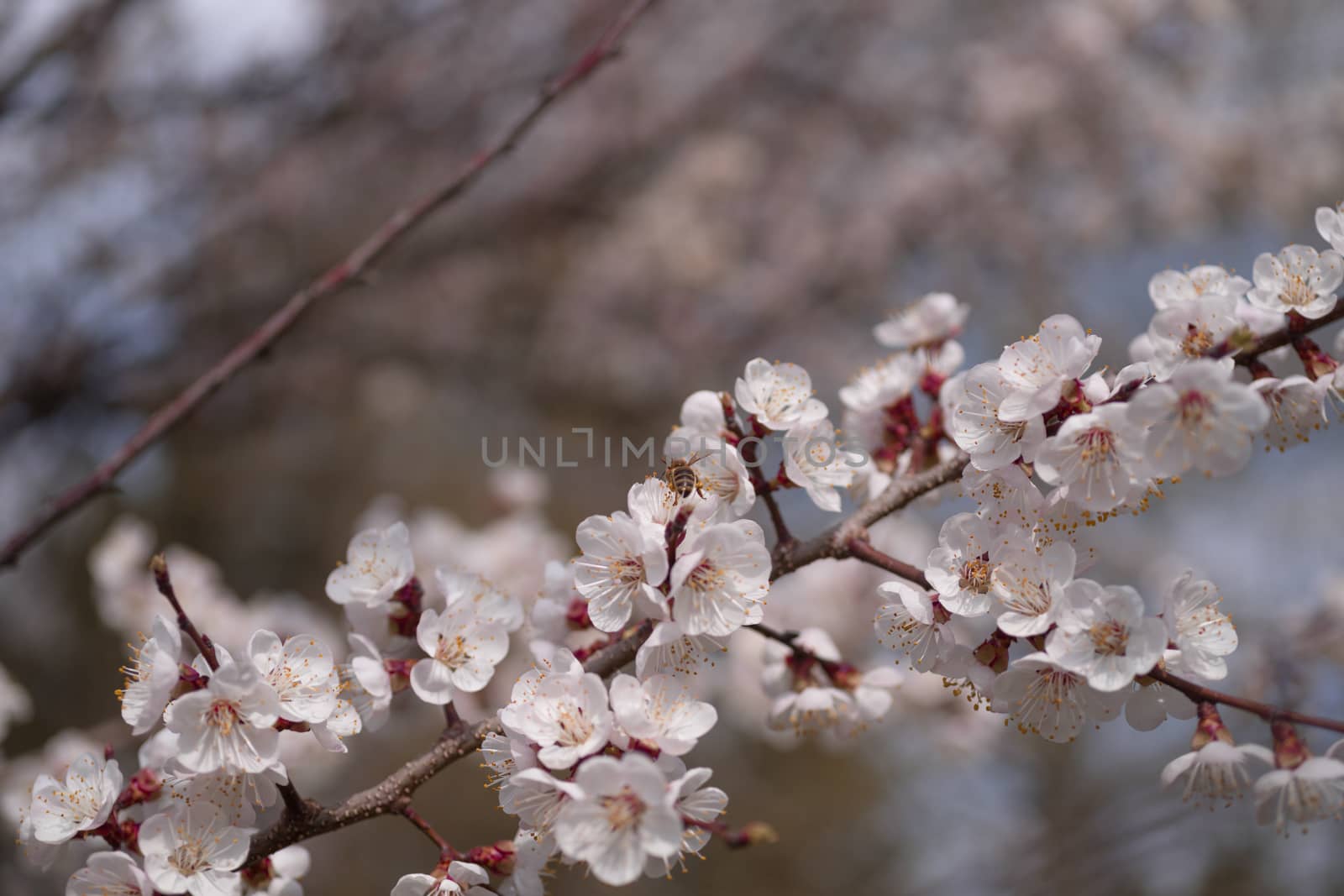 Apricot flower inflorescences on blurred background.