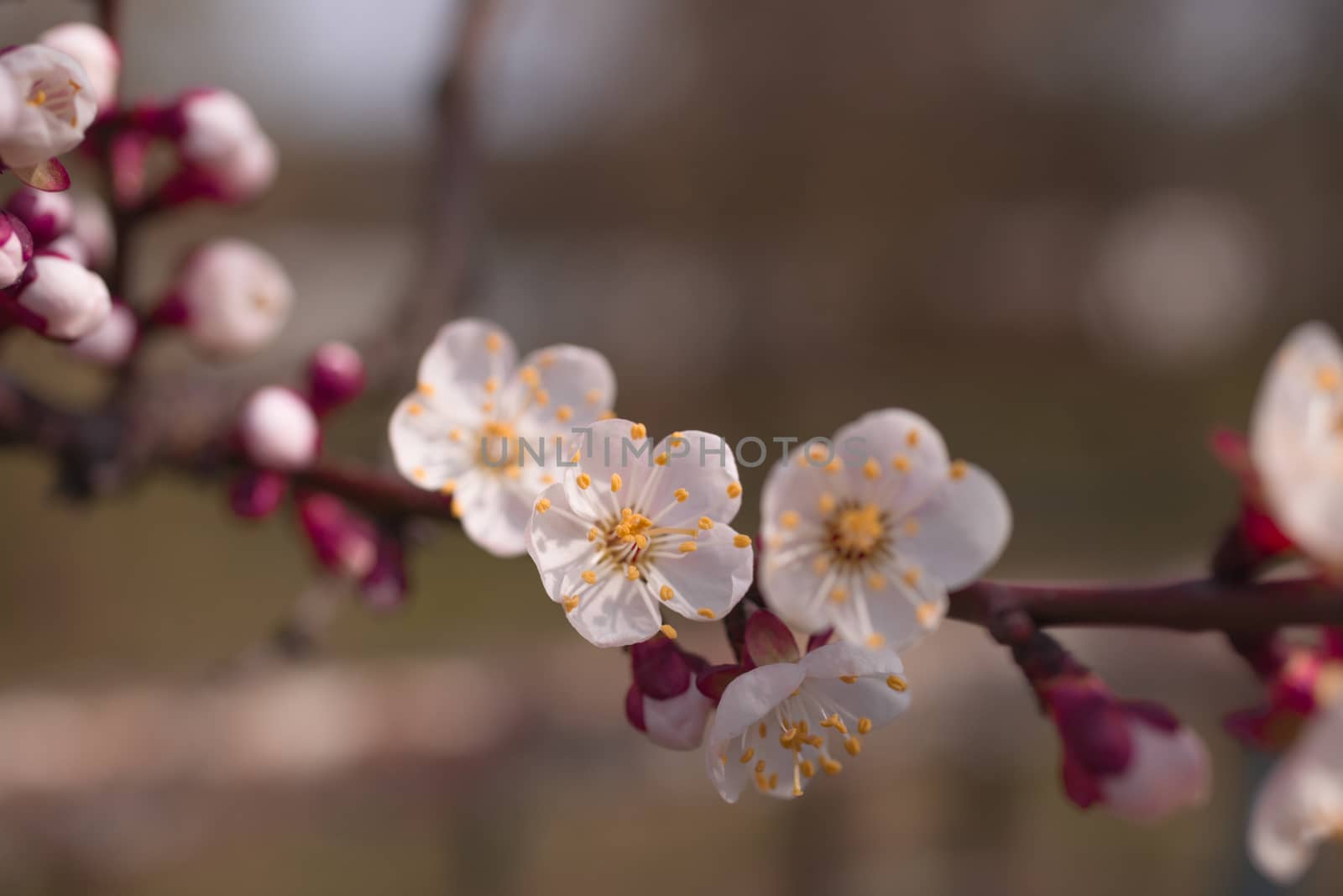 Apricot flower inflorescences on blurred background.