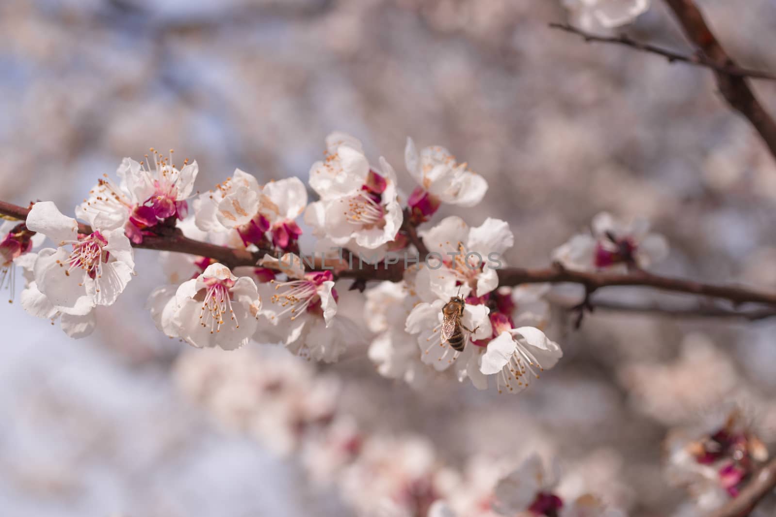 Apricot flower inflorescences on blurred background. by alexsdriver