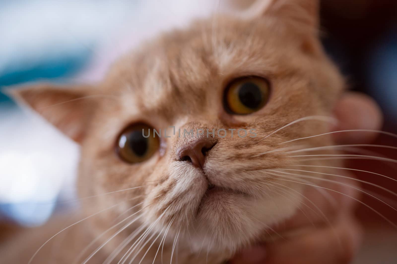 British peach color cat in hands on brurred background.