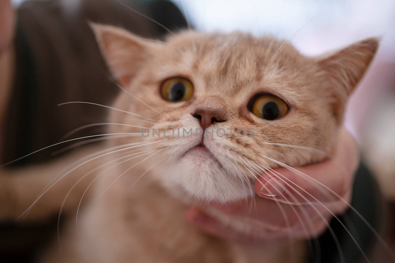 British peach color cat in hands on brurred background.