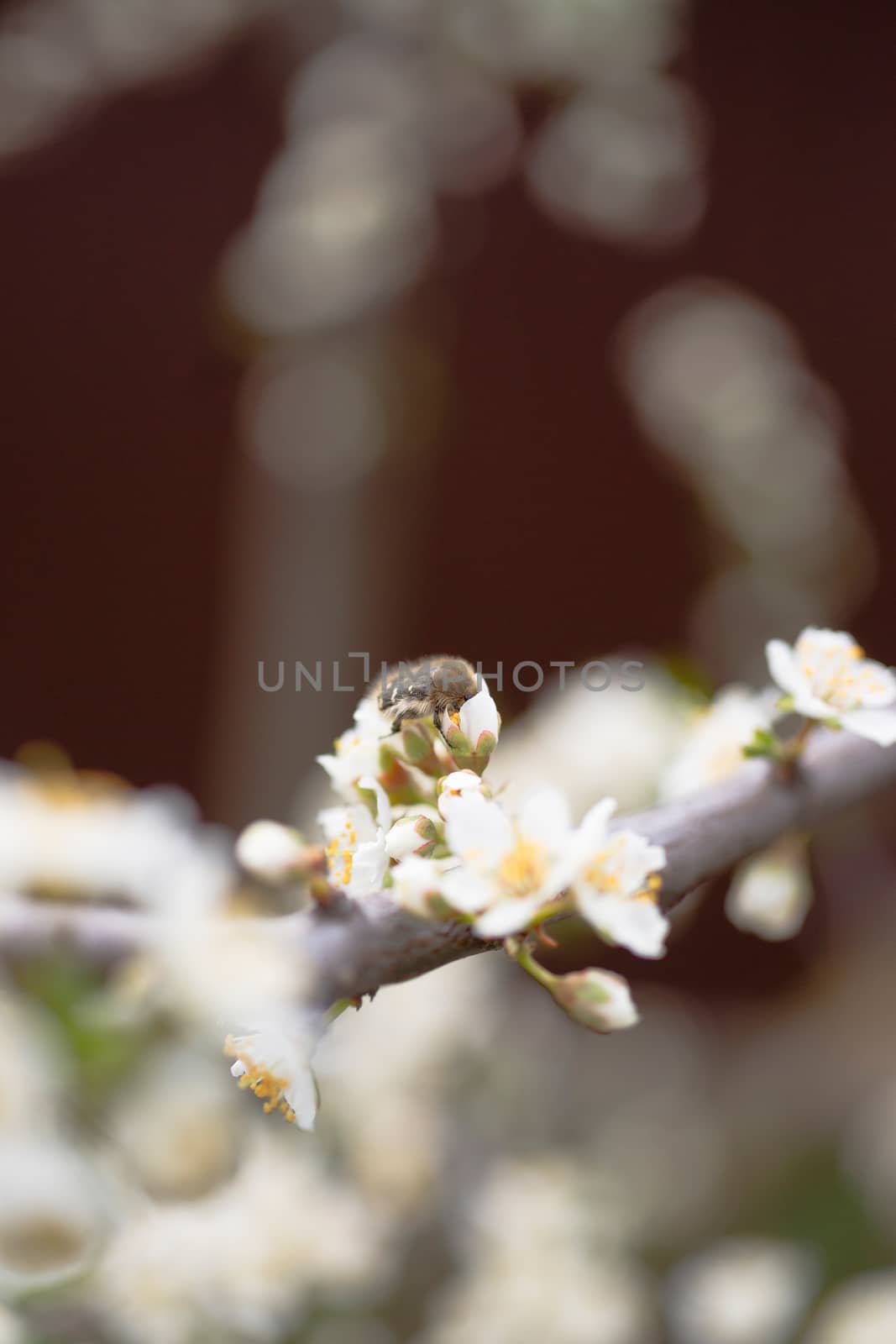 Cherry flower inflorescences on blurred background. by alexsdriver