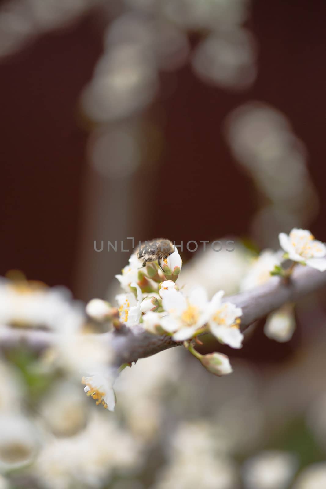 Cherry flower inflorescences on blurred background.