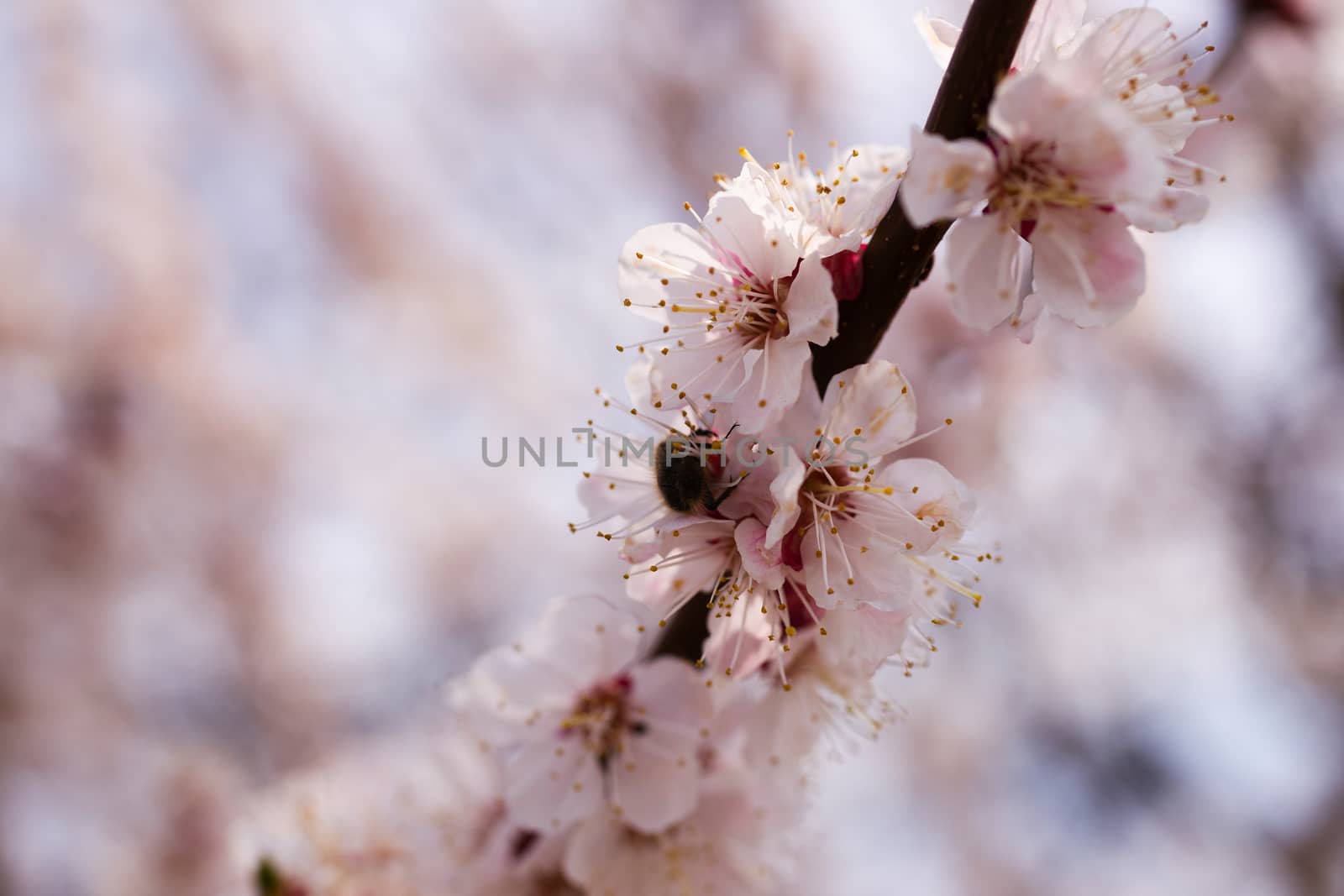 Apricot flower inflorescences on blurred background.