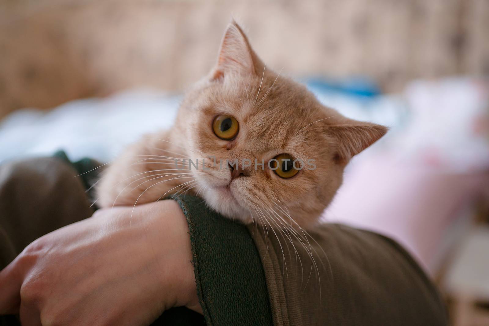 British peach color cat in hands on brurred background. by alexsdriver