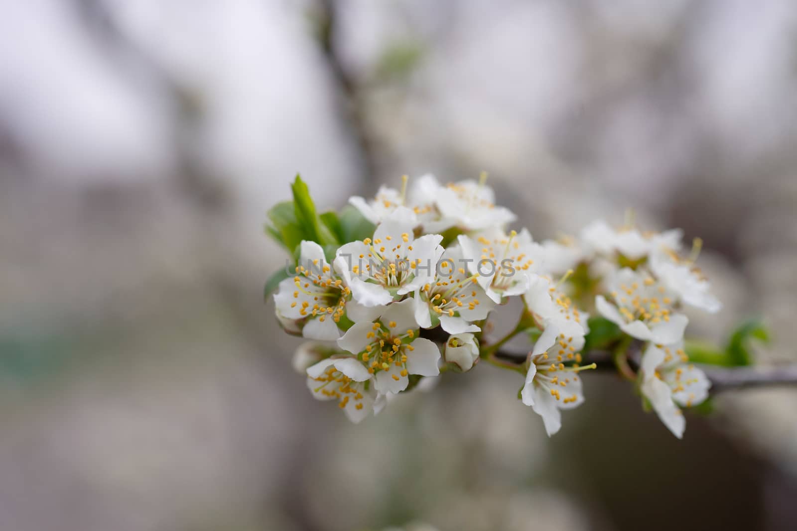 Cherry flower inflorescences on blurred background. by alexsdriver