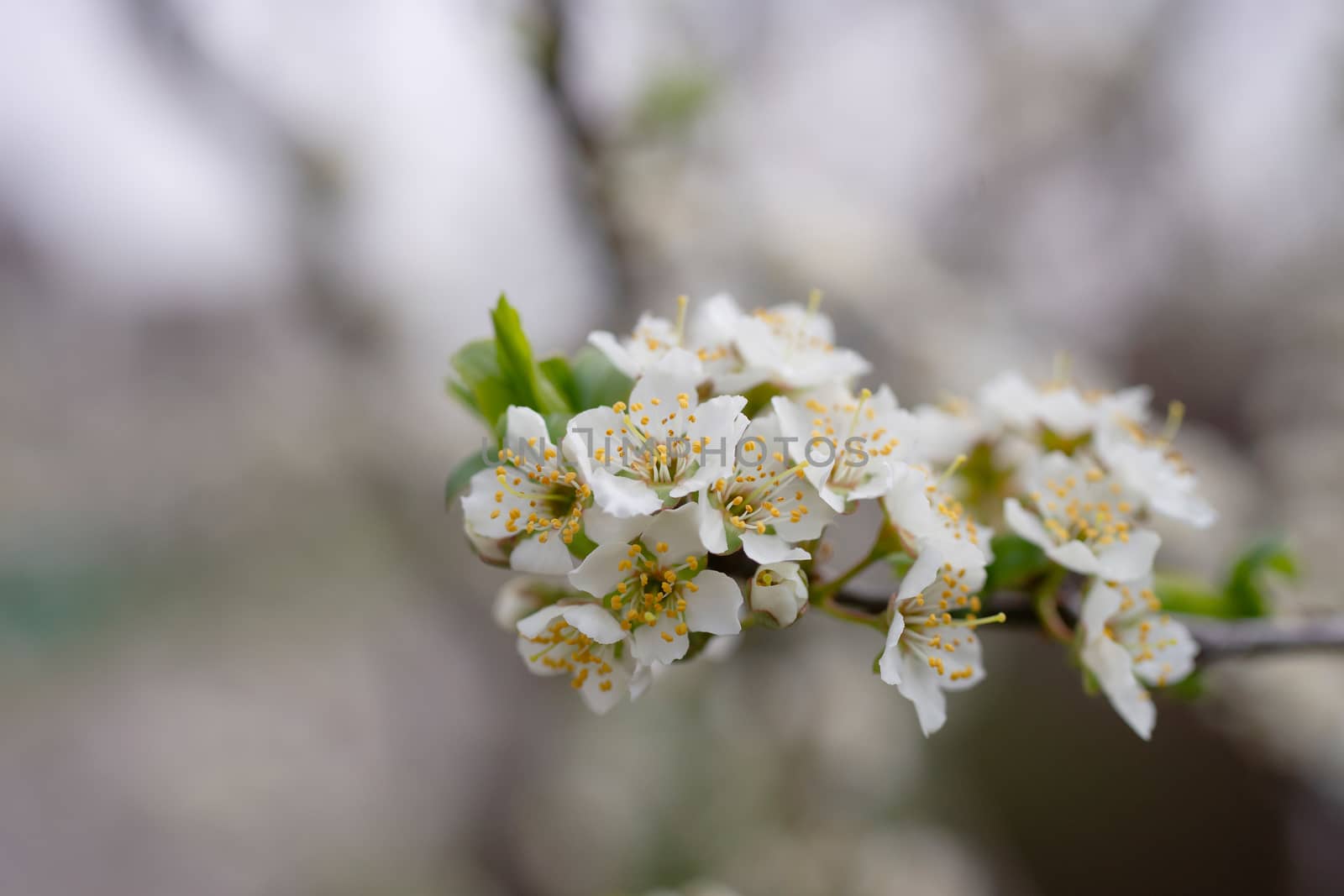 Cherry flower inflorescences on blurred background.