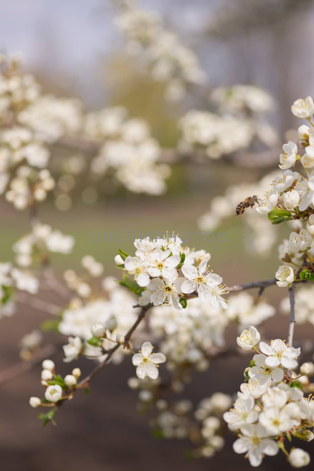 Cherry flower inflorescences on blurred background.