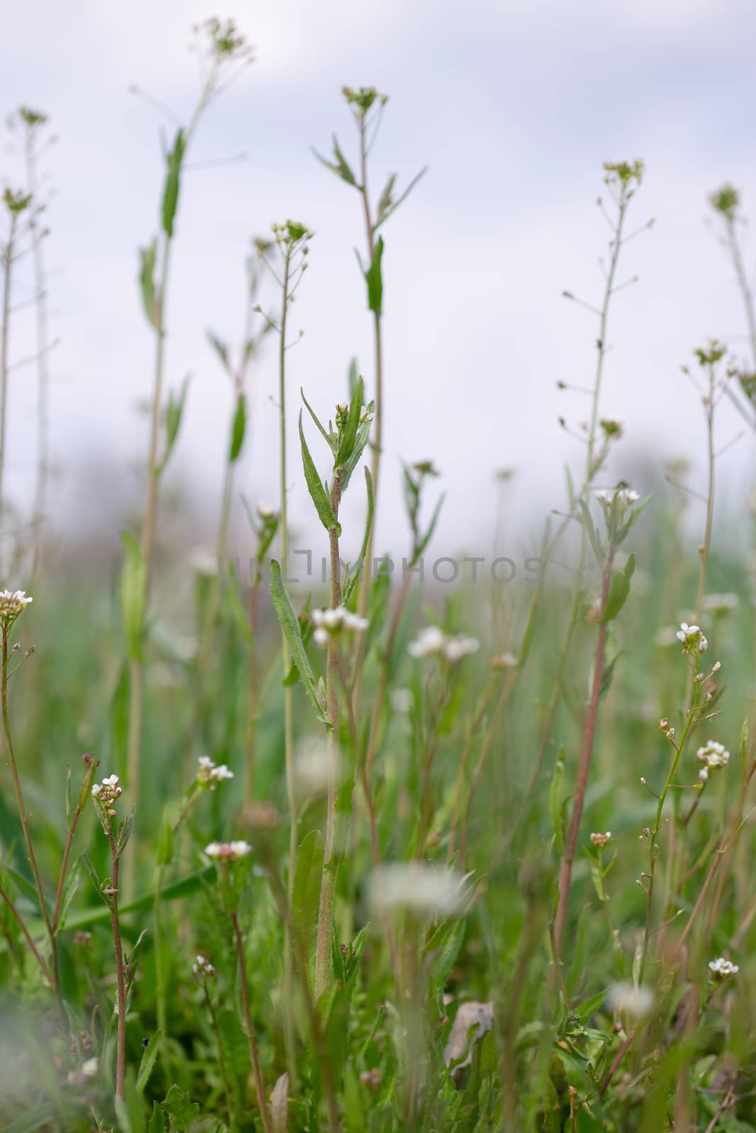 White wildflowers on light blurred background. by alexsdriver