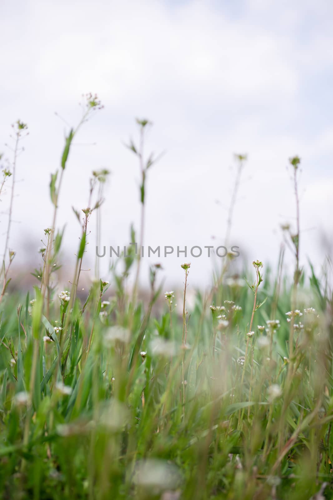 White wildflowers on light blurred background. by alexsdriver