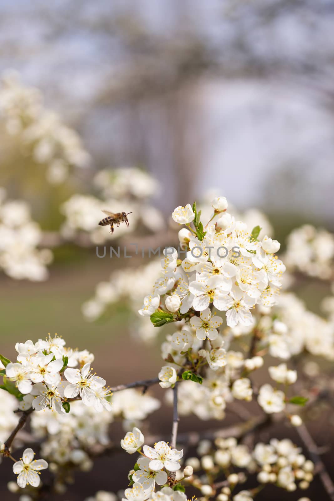 Cherry flower inflorescences on blurred background.