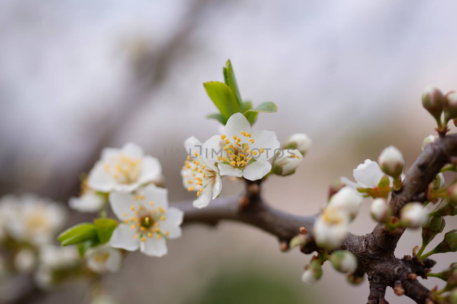 Cherry flower inflorescences on blurred background. by alexsdriver