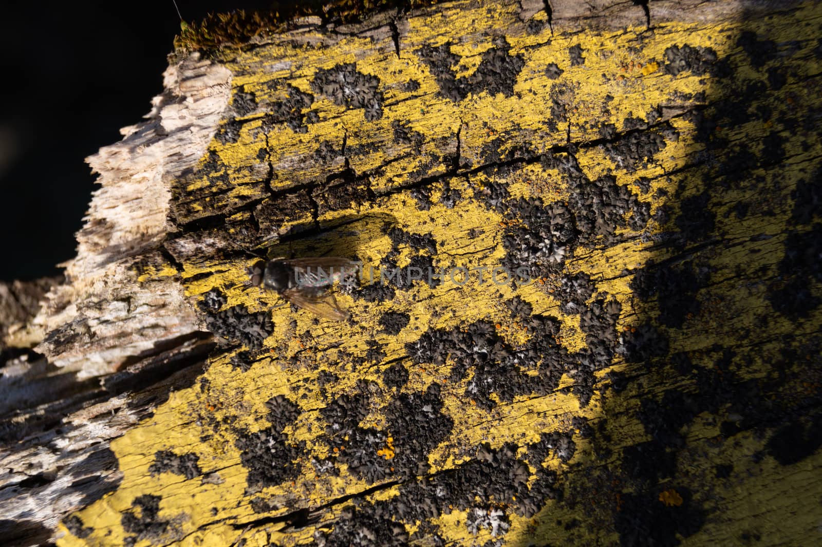 A part of old yellow wooden fence. The yellow paint on wood is old and cracked. Perfect painted wooden texture. by alexsdriver