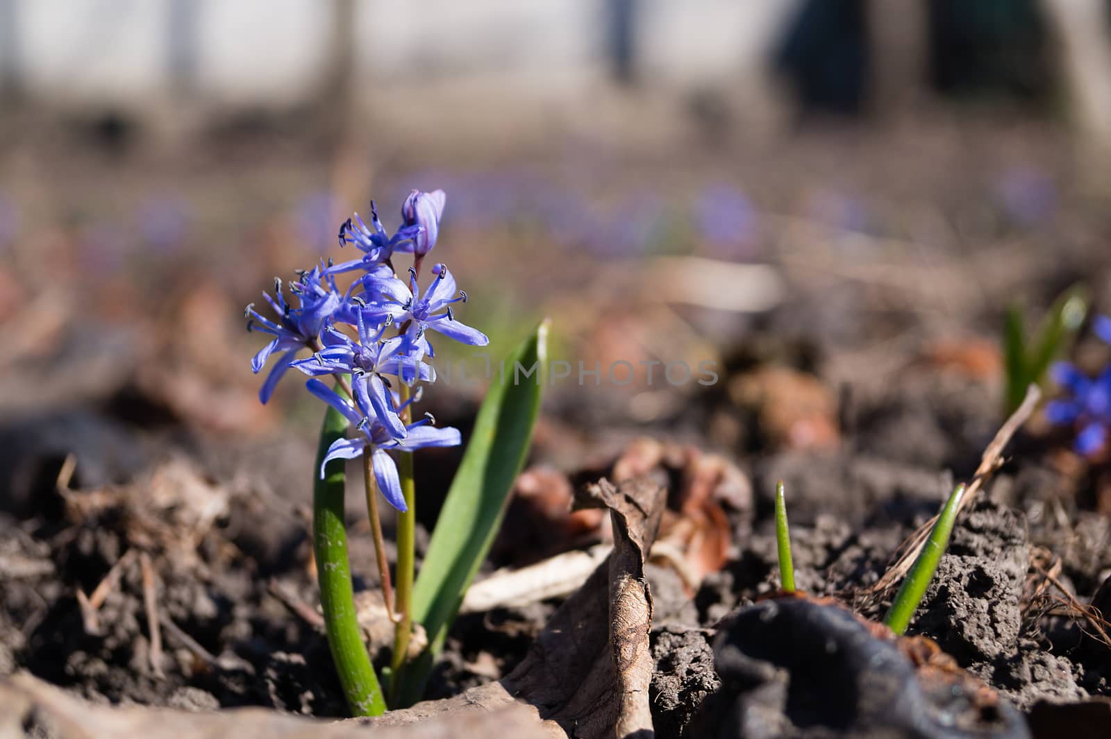 Bluebell flowers in the spring garden close up. Background is brurred. by alexsdriver