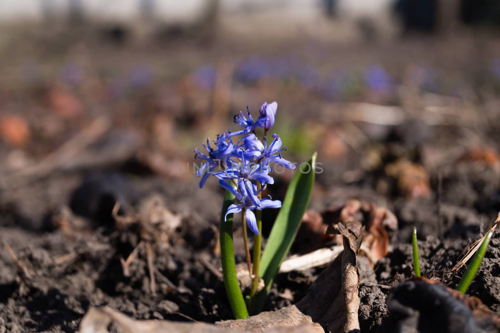 Bluebell flowers in the spring garden close up. Background is brurred.