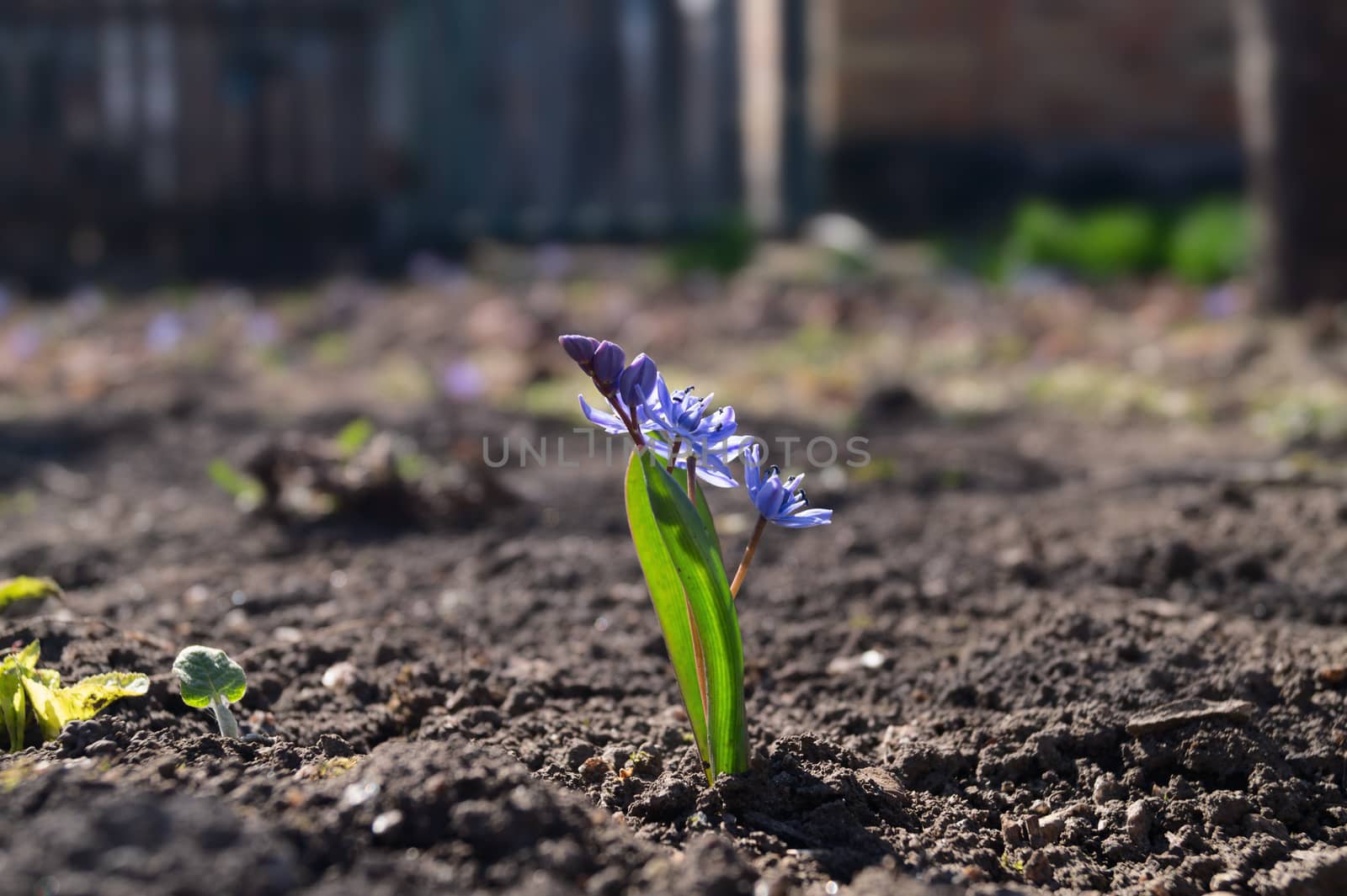 Bluebell flowers in the spring garden close up. Background is brurred.