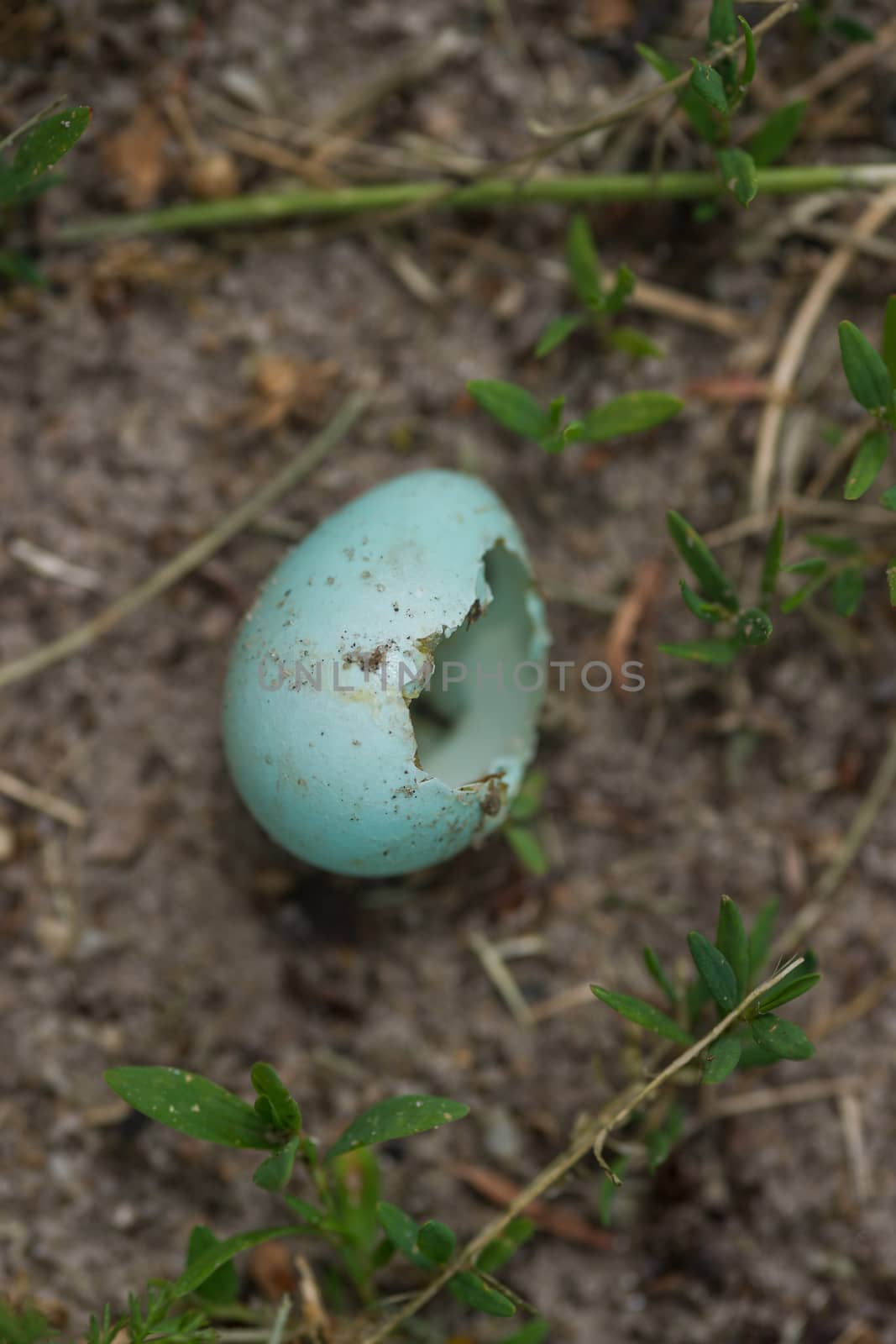 A broken forest bird egg on the groung.