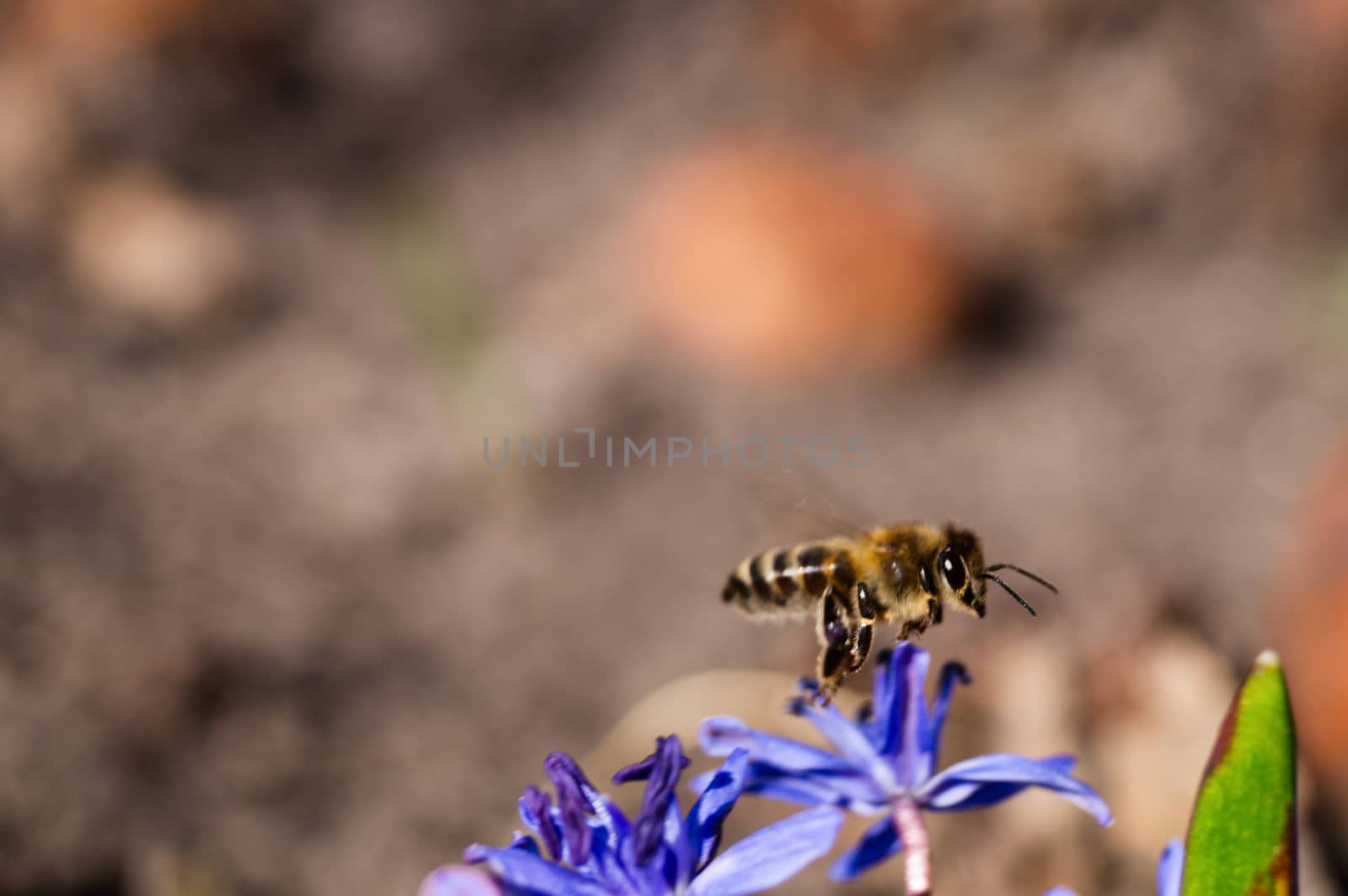 A bee on bluebell flowers in the spring garden close up. Background is blurred.