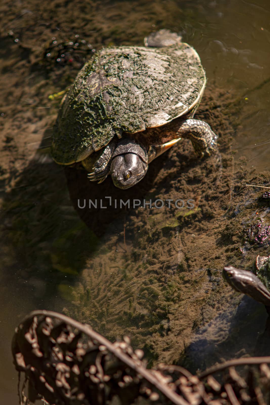 Dominican small Turtle in natural lagoon