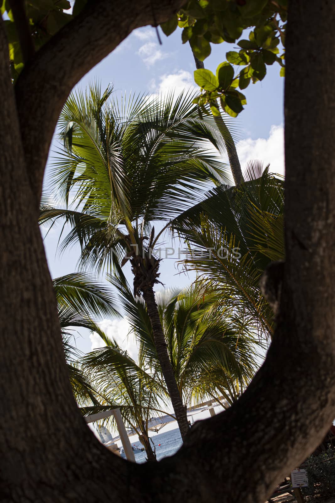 Dominican Palm tree 8 by pippocarlot