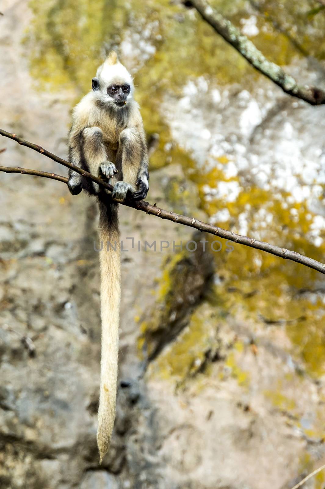 The White-headed Black Langur, the IUCN Red List, China animal protection at the national level and CITESⅠ in Chongzuo of Guangxi, China.