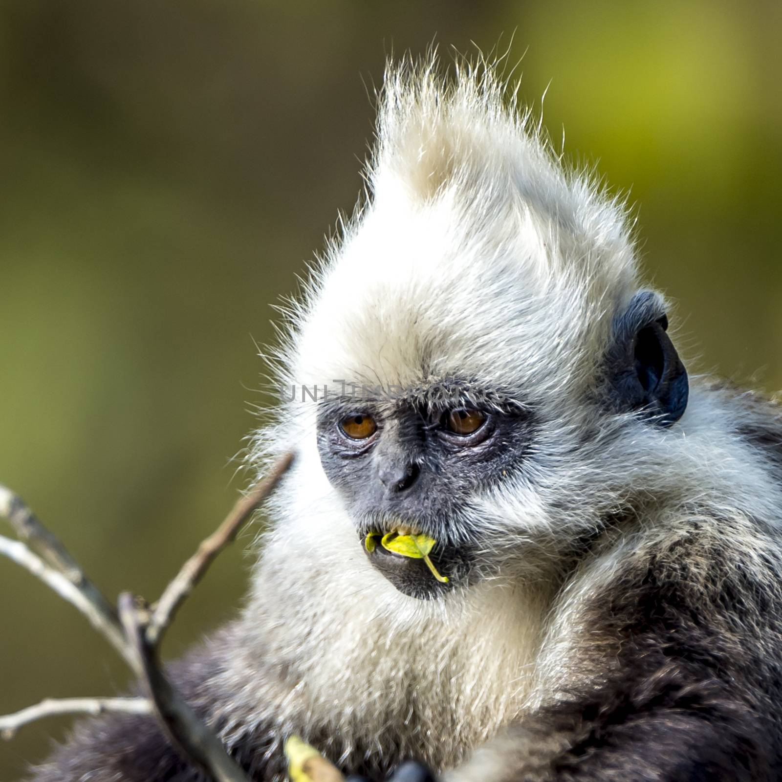 White-headed Black Langur by JasonYU