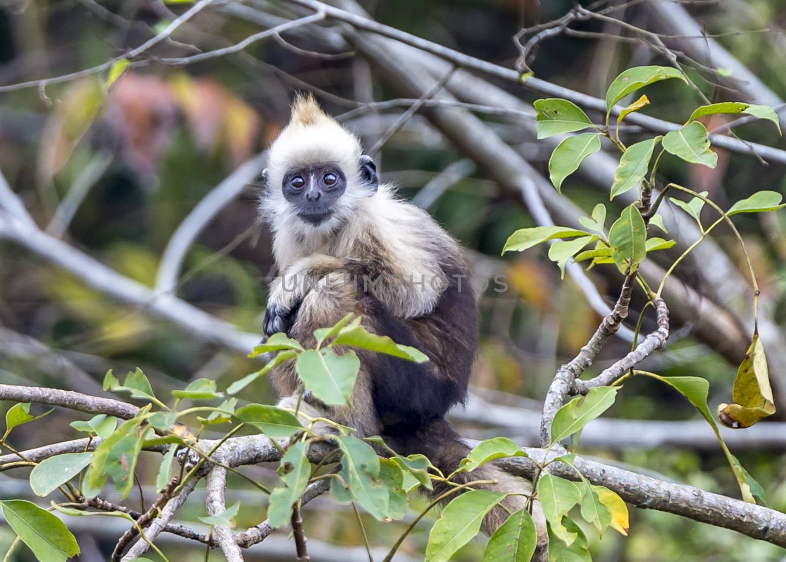 White-headed Black Langur by JasonYU