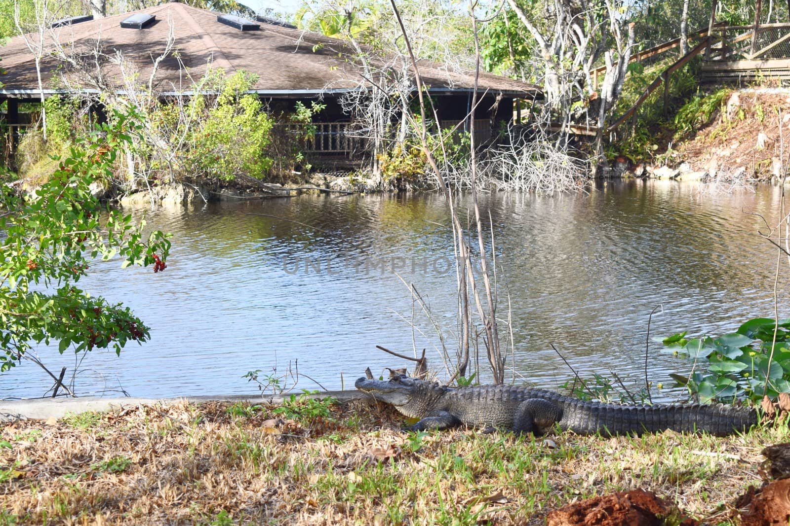 Alligator in Everglades National Park Florida by TheDutchcowboy