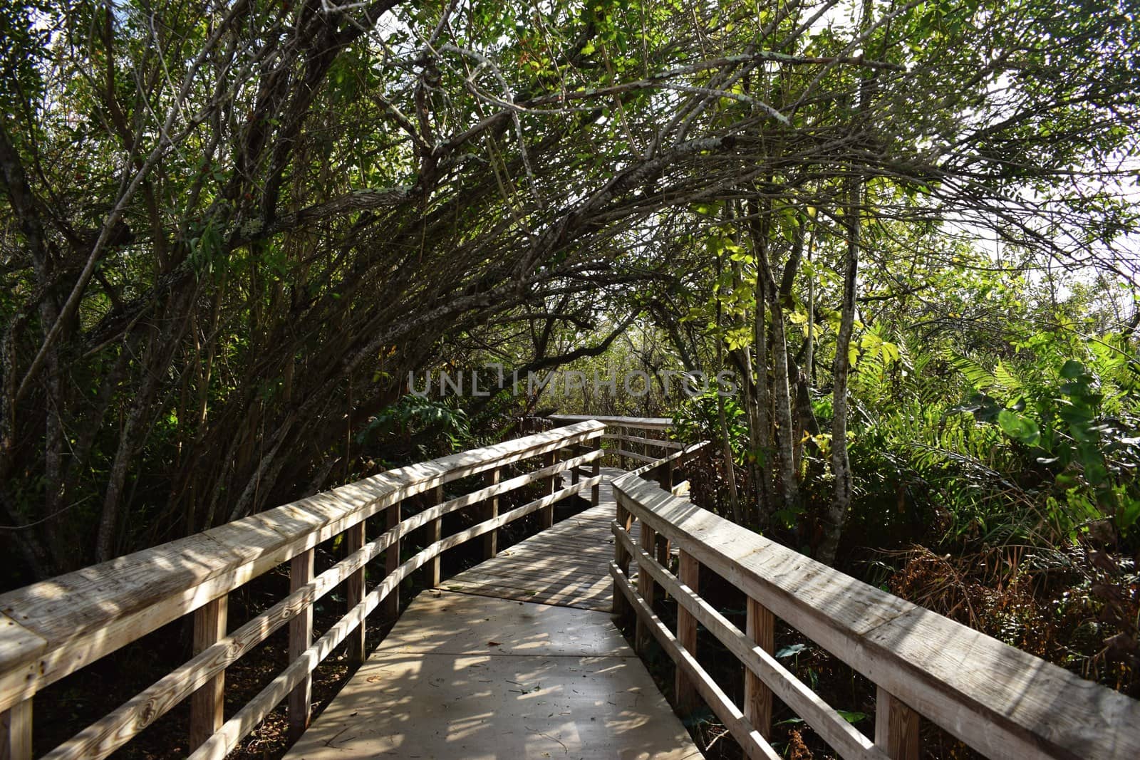 Walkway Over Swamp in National Park