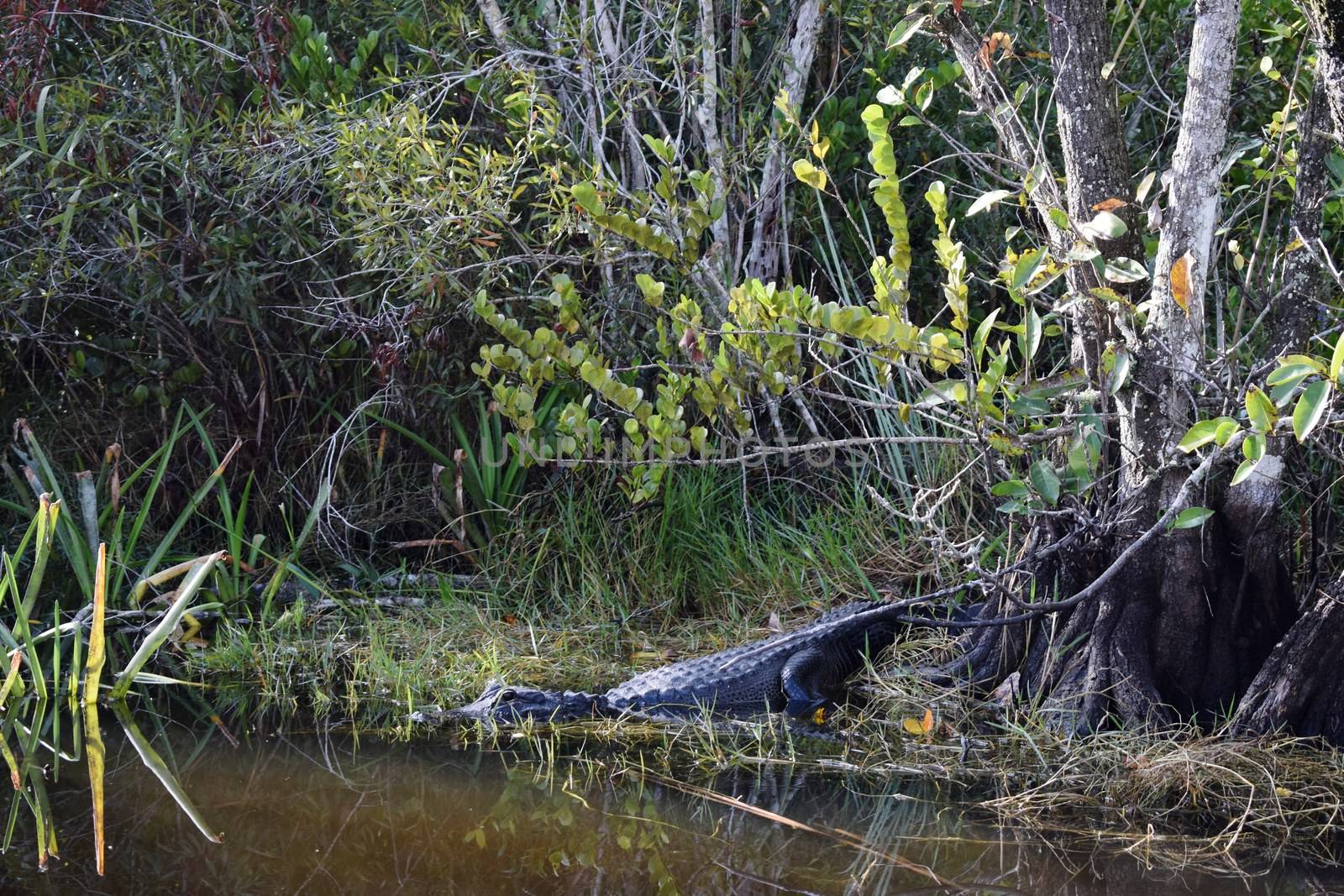 Wild Alligators In Everglades National Park Florida