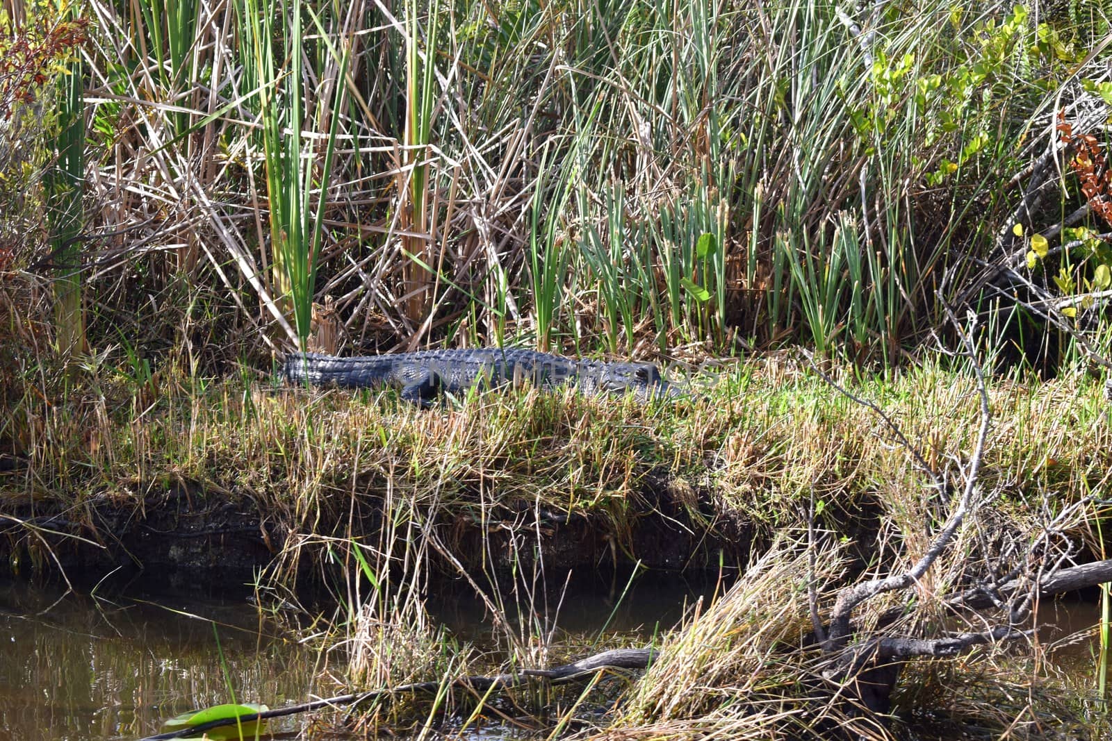 Wild Alligators In Everglades National Park Florida by TheDutchcowboy